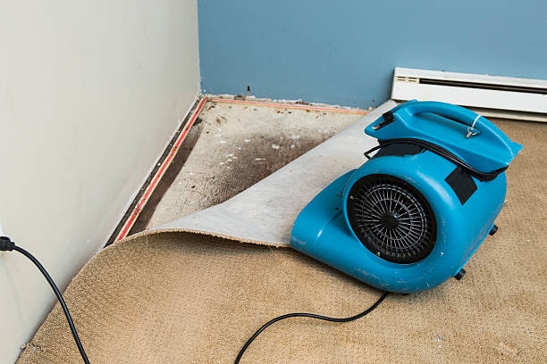 Best Mold removal after water damage  in Parker, SC